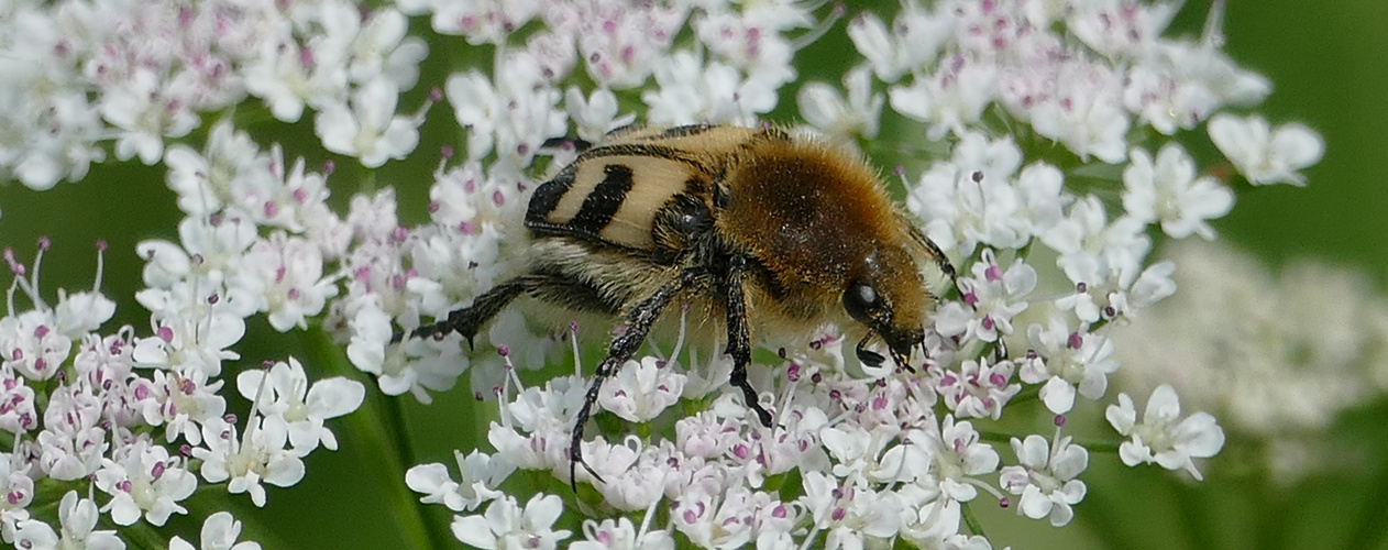 Gebänderter Pinselkäfer