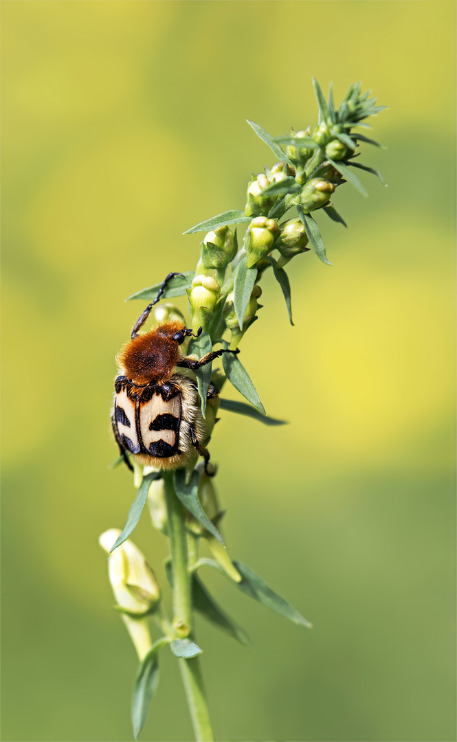 Gebänderter Pinselkäfer 