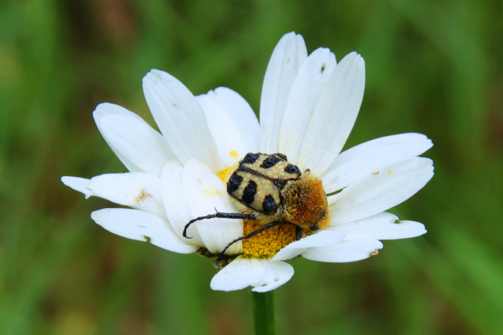 Gebänderter Pinselkäfer