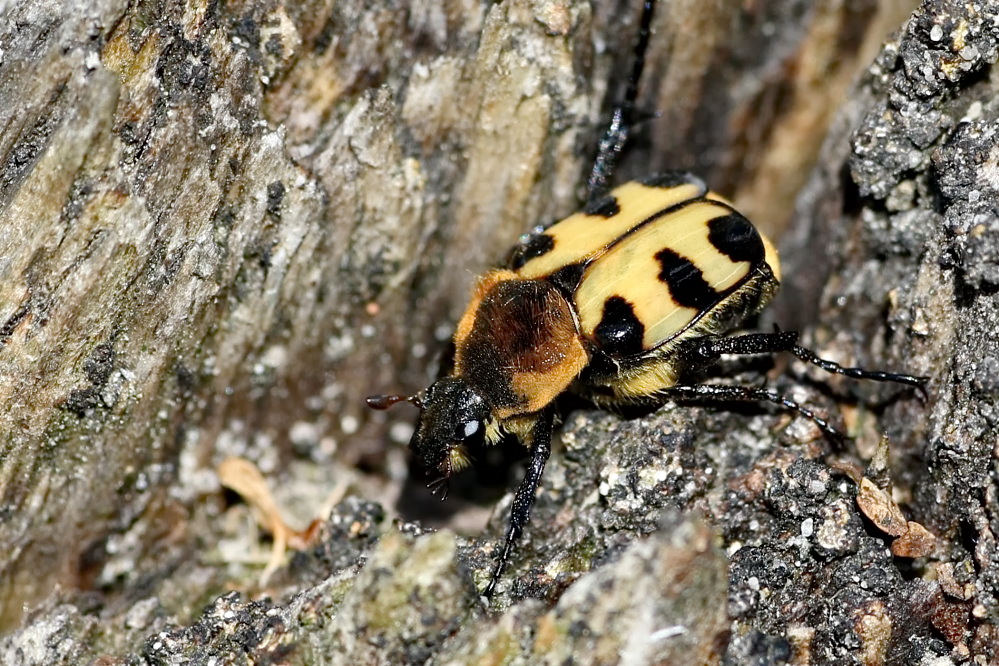 Gebänderter Pinselkäfer