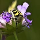 Gebänderter Pinselkäfer