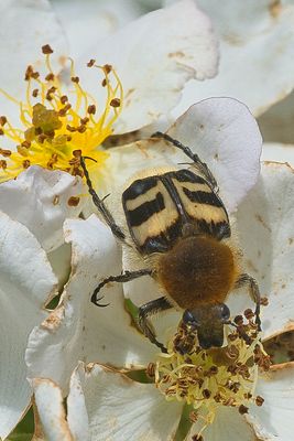 Gebänderter Pinselkäfer