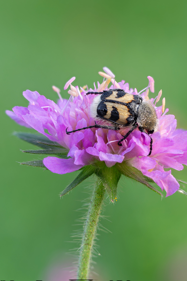 Gebänderter Pinselkäfer auf einer Acker-Witwenblume