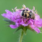 Gebänderter Pinselkäfer auf einer Acker-Witwenblume