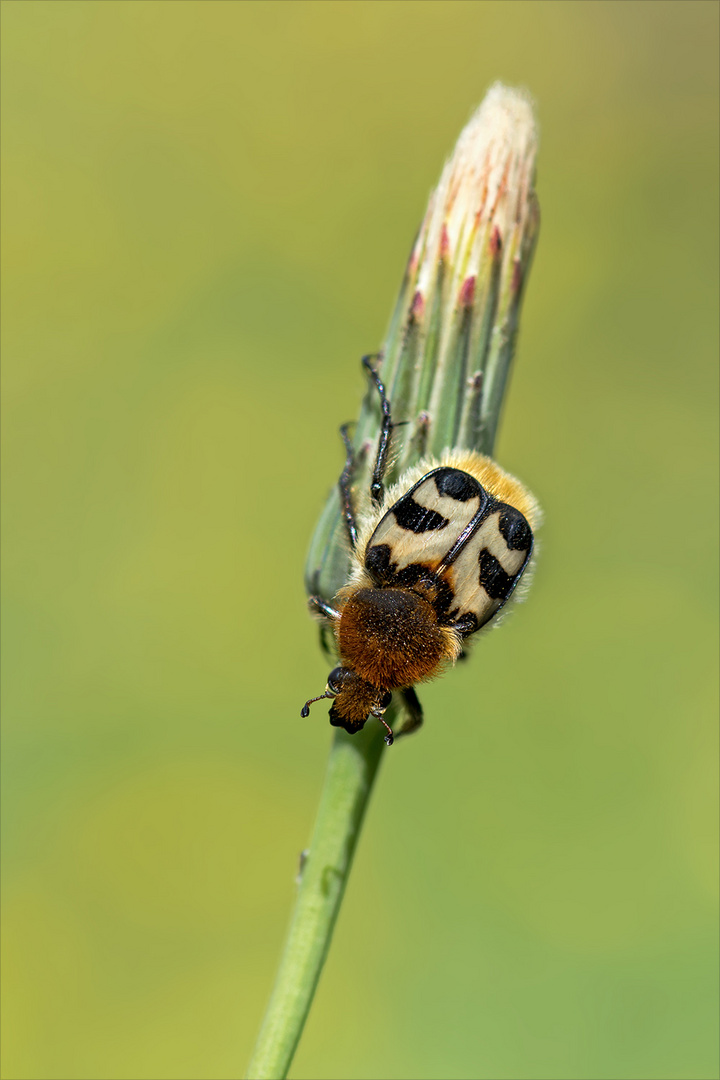 Gebänderter Pinselkäfer 