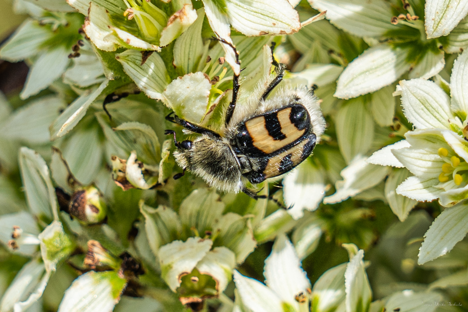 Gebänderter Pinselkäfer - Trichius fasciatus -