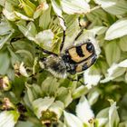 Gebänderter Pinselkäfer - Trichius fasciatus -