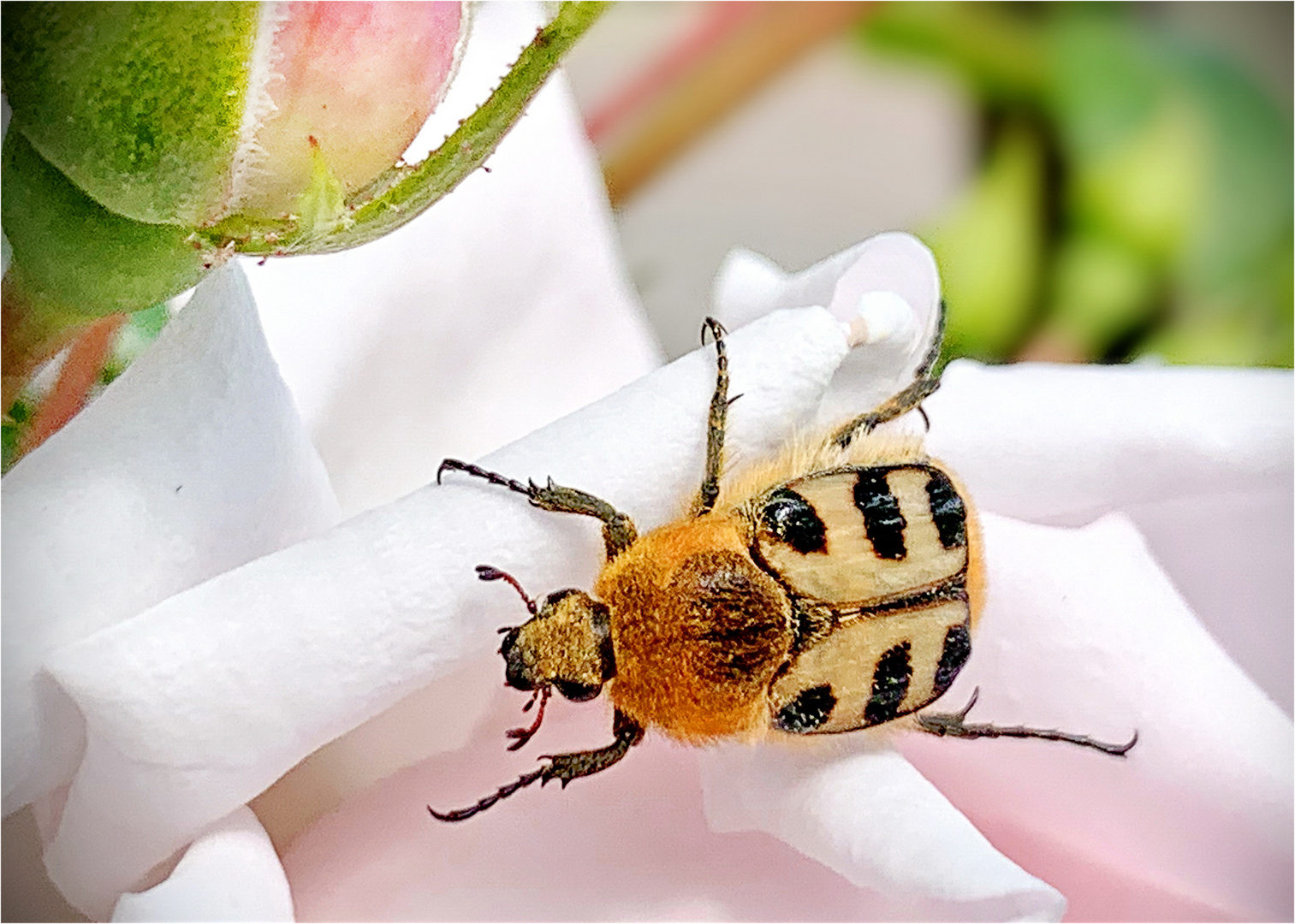 Gebänderter Pinselkäfer [Trichius fasciatus]