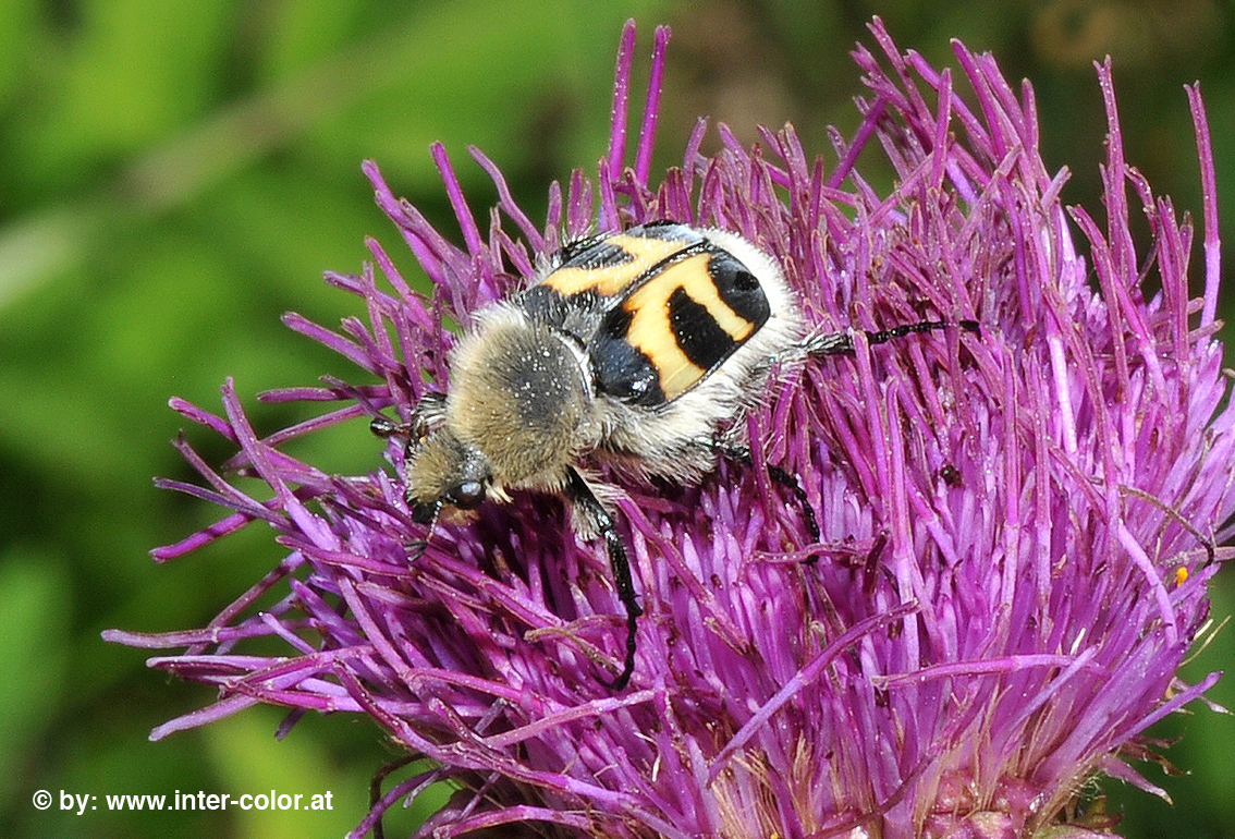 Gebänderter Pinselkäfer, Trichius fasciatus