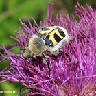 Gebänderter Pinselkäfer, Trichius fasciatus