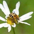 Gebänderter Pinselkäfer (Trichius fasciatus)