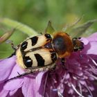 Gebänderter Pinselkäfer (Trichius fasciatus)