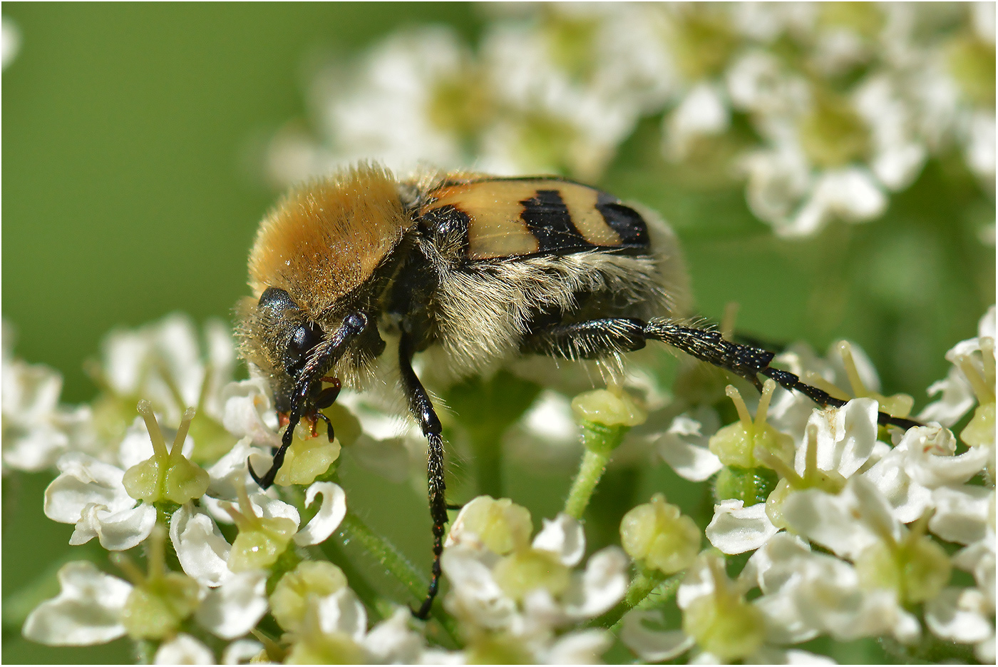 Gebänderter Pinselkäfer  -  Trichius fasciatus   . . .