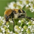 Gebänderter Pinselkäfer  -  Trichius fasciatus   . . .