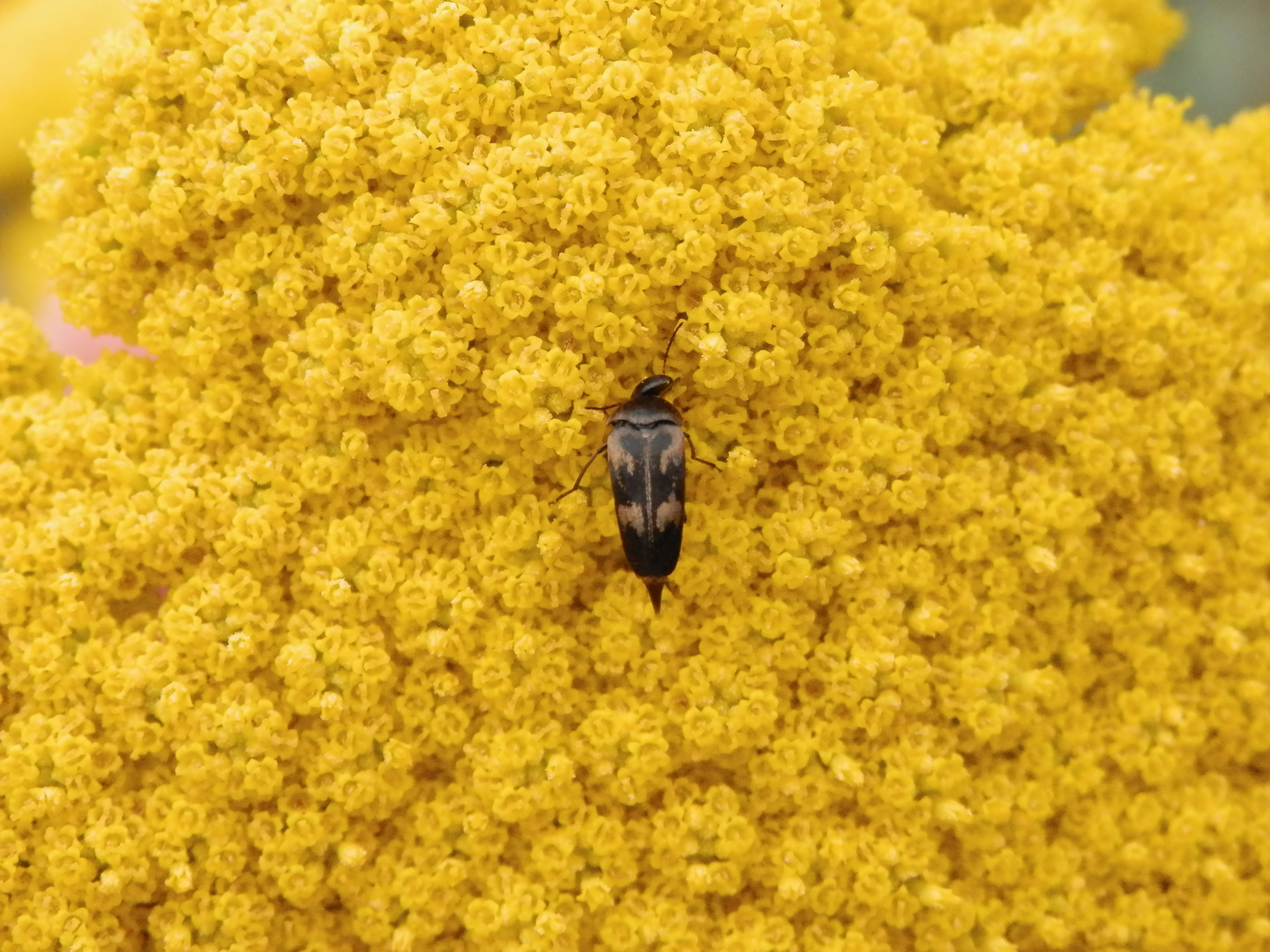 Gebänderter Stachelkäfer (Variimorda villosa)