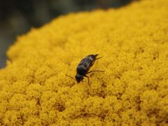 Gebänderter Stachelkäfer (Variimorda villosa)