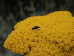 Gebänderter Stachelkäfer (Variimorda villosa)