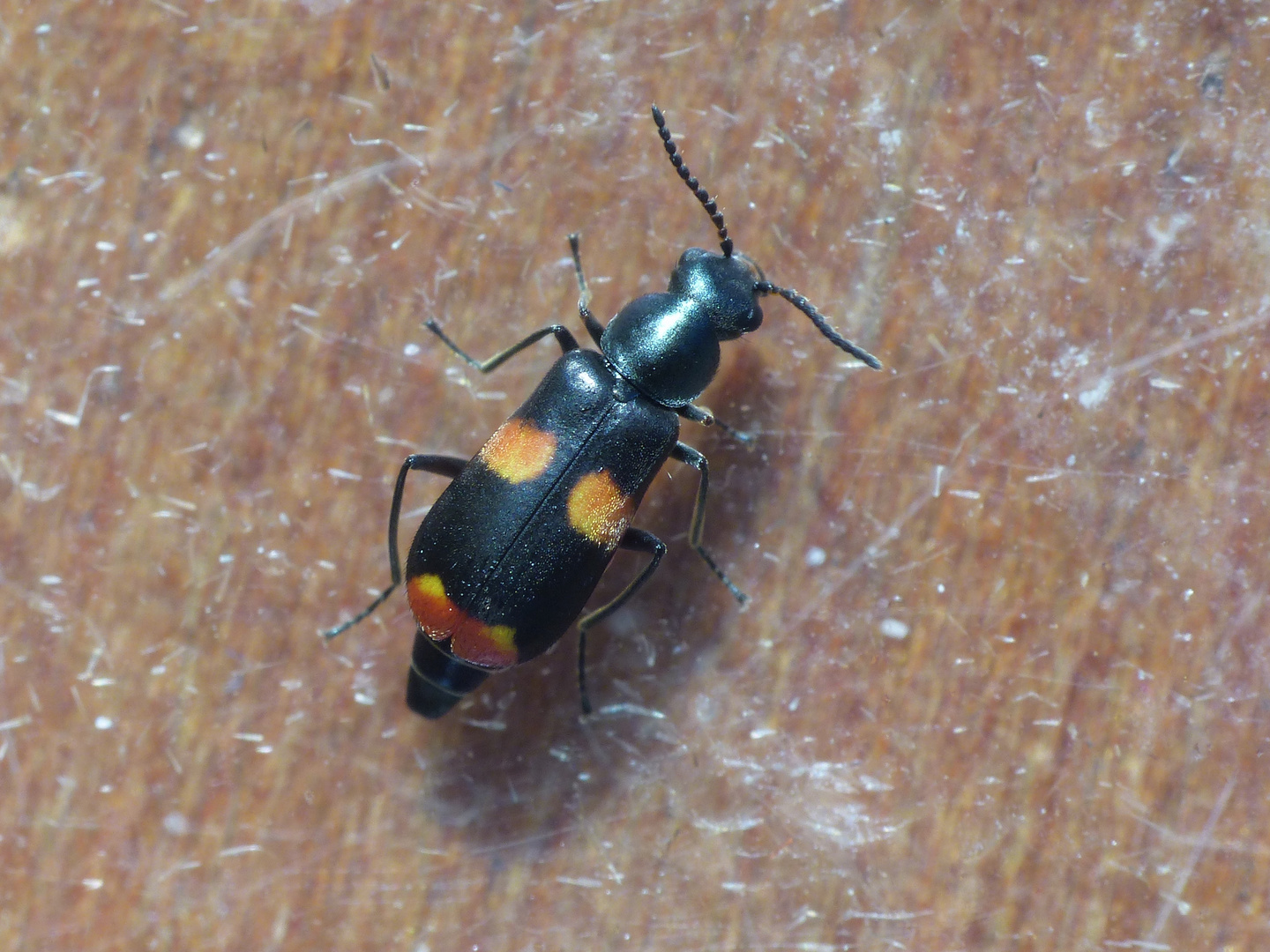 Gebänderter Warzenkäfer (Anthocomus fasciatus)