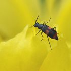 Gebänderter Warzenkäfer (Anthocomus fasciatus)