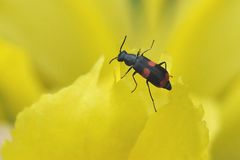 Gebänderter Warzenkäfer (Anthocomus fasciatus)