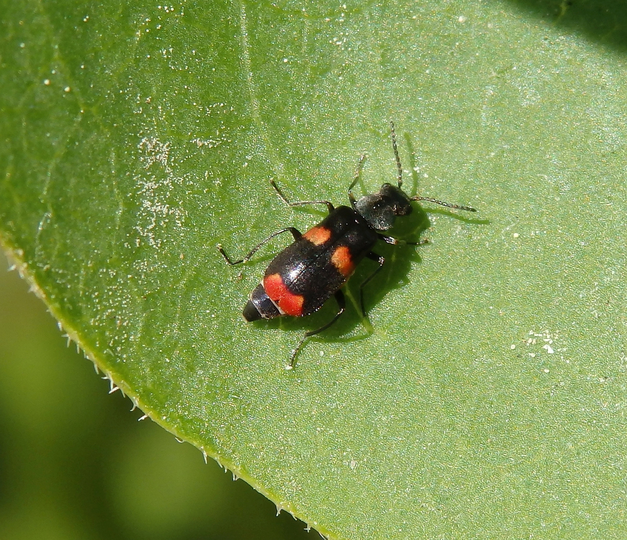 Gebänderter Warzenkäfer (Anthocomus fasciatus)