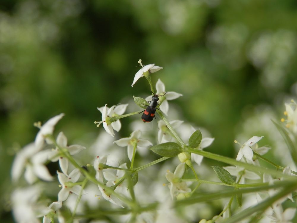 Gebänderter Warzenkäfer (Anthocomus fasciatus) auf Labkraut - Rückenansicht