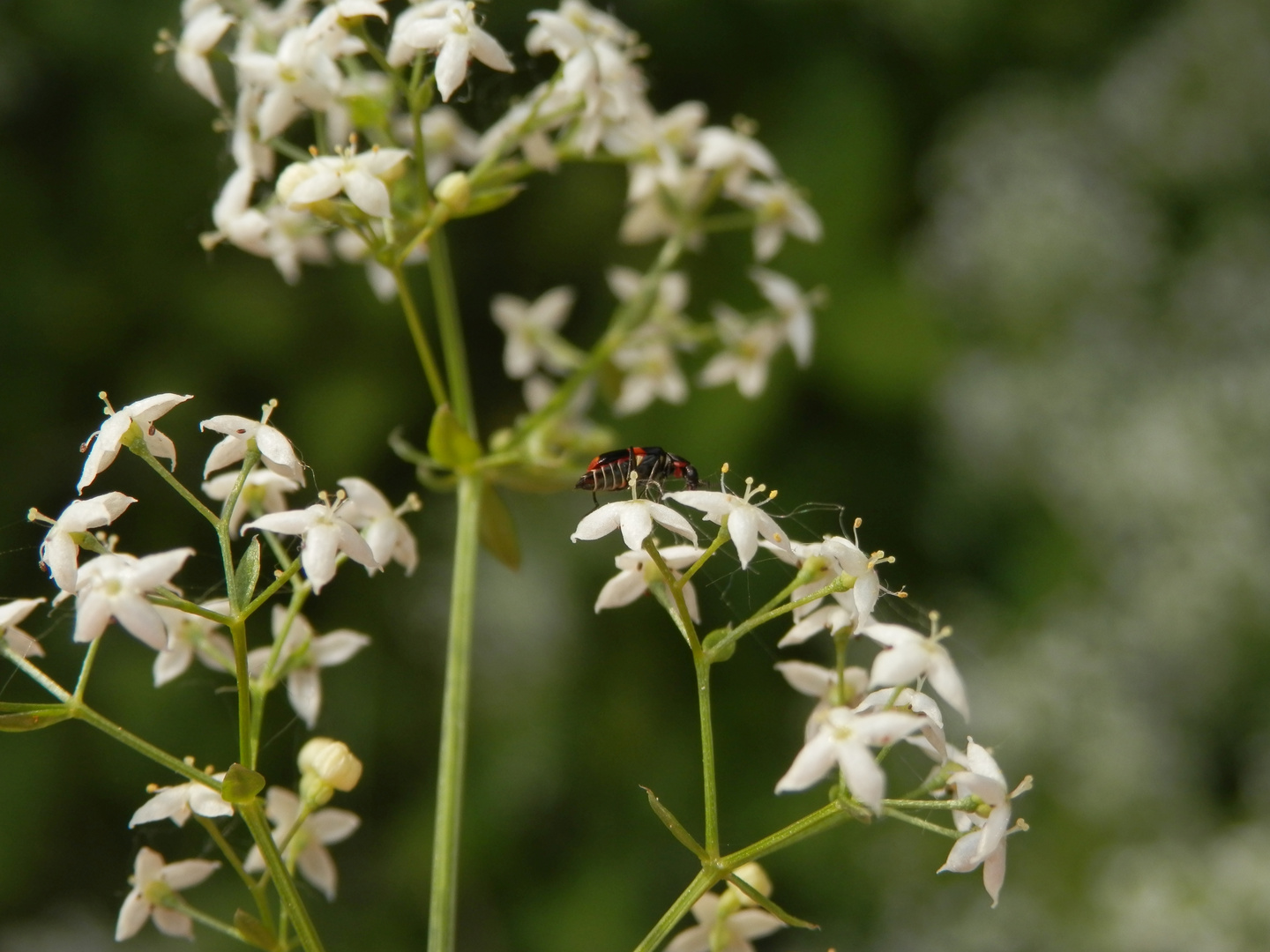 Gebänderter Warzenkäfer (Anthocomus fasciatus) auf Labkraut - Seitenansicht