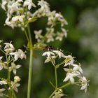 Gebänderter Warzenkäfer (Anthocomus fasciatus) auf Labkraut - Seitenansicht