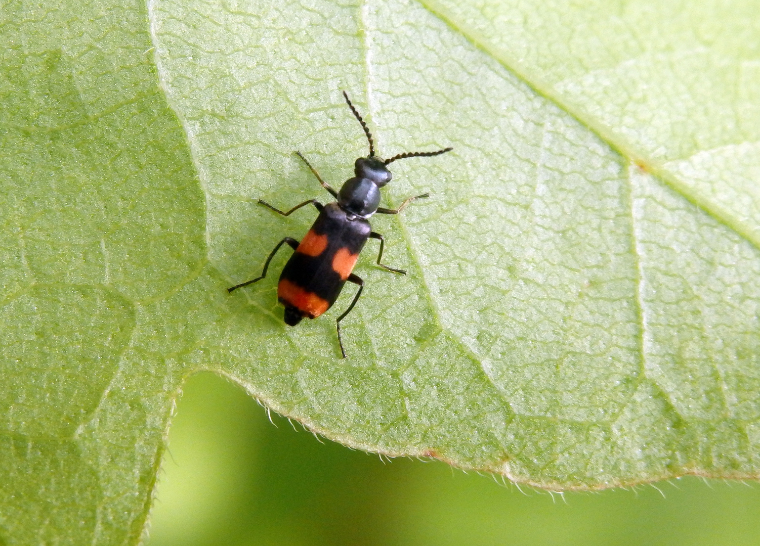 Gebänderter Warzenkäfer (Anthocomus fasciatus) im heimischen Garten