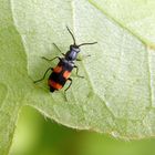 Gebänderter Warzenkäfer (Anthocomus fasciatus) im heimischen Garten