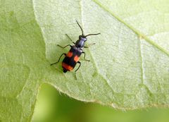 Gebänderter Warzenkäfer (Anthocomus fasciatus) im heimischen Garten