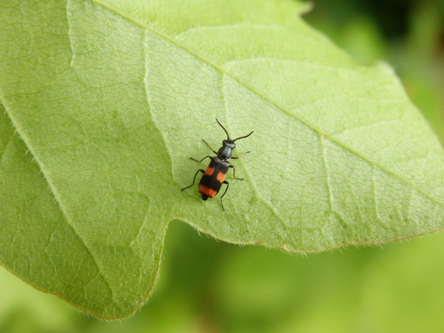 Gebänderter Warzenkäfer (Anthocomus fasciatus) im heimischen Garten