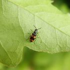 Gebänderter Warzenkäfer (Anthocomus fasciatus) im heimischen Garten