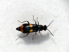 Gebänderter Zipfelkäfer (Anthocomus fasciatus)