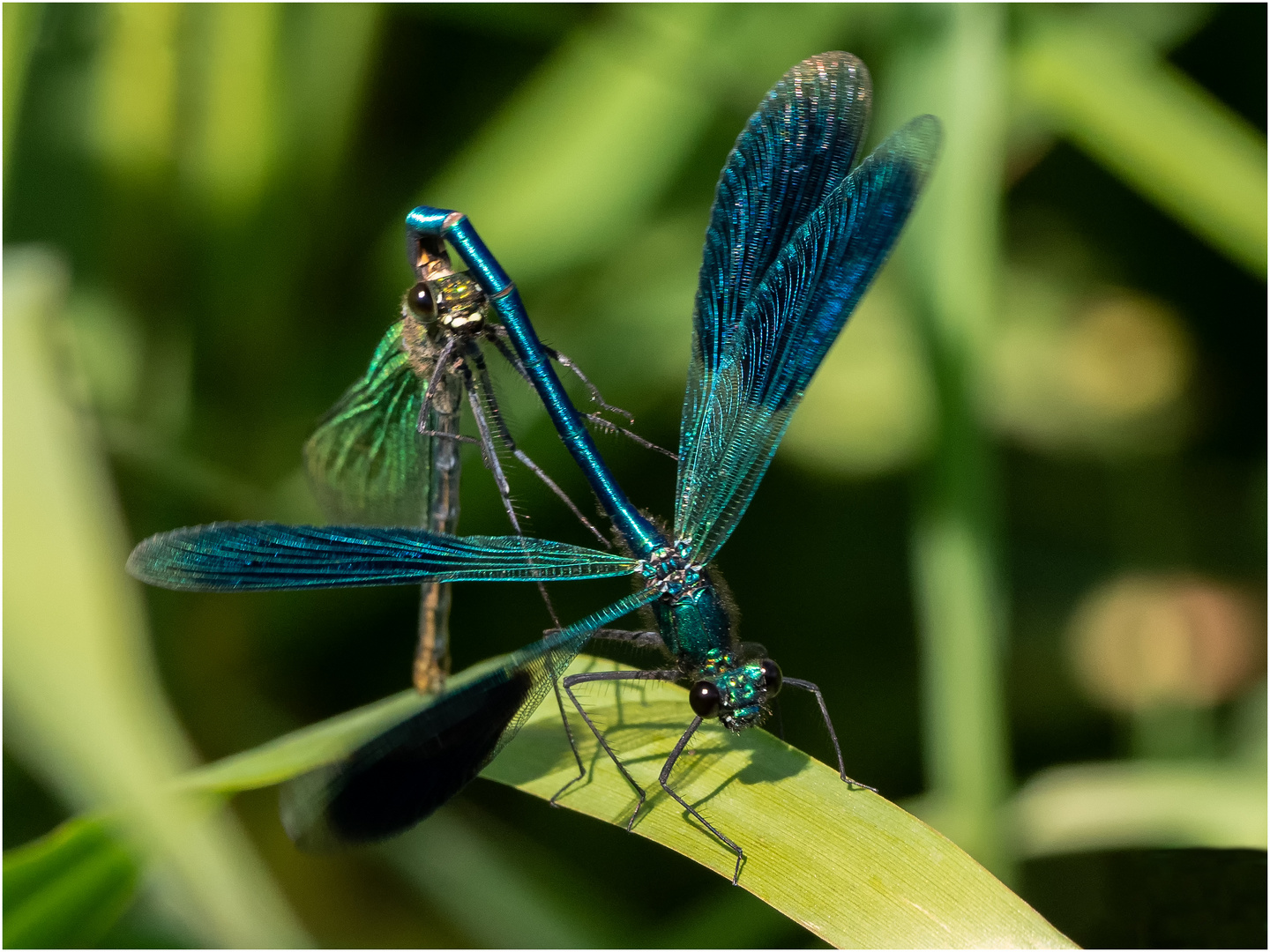 Gebändertes Prachtlibellen - Paar - Calopteryx splendens -  .....