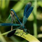 Gebändertes Prachtlibellen - Paar - Calopteryx splendens -  .....