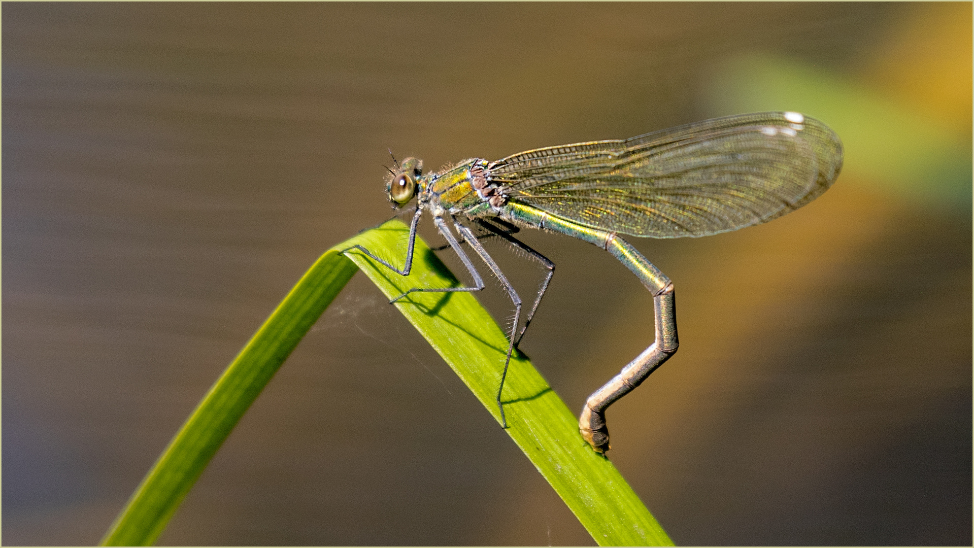 gebändertes Prachtlibellenweibchen - Calopteryx splendens - 