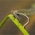 gebändertes Prachtlibellenweibchen - Calopteryx splendens - 