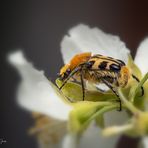 Gebändeter Pinselkäfer auf einer Pfeifenstrauchblüte