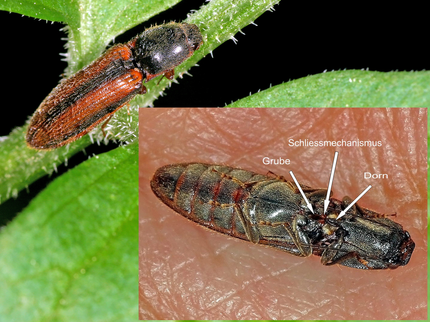 Gebändeter Schnellkäfer (Athous vittatus) - click beetle