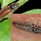 Gebändeter Schnellkäfer (Athous vittatus) - click beetle