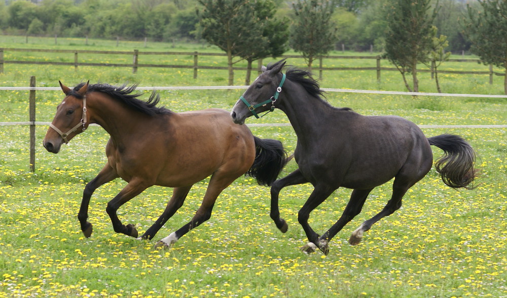 Geballte Kraft im Doppelpack