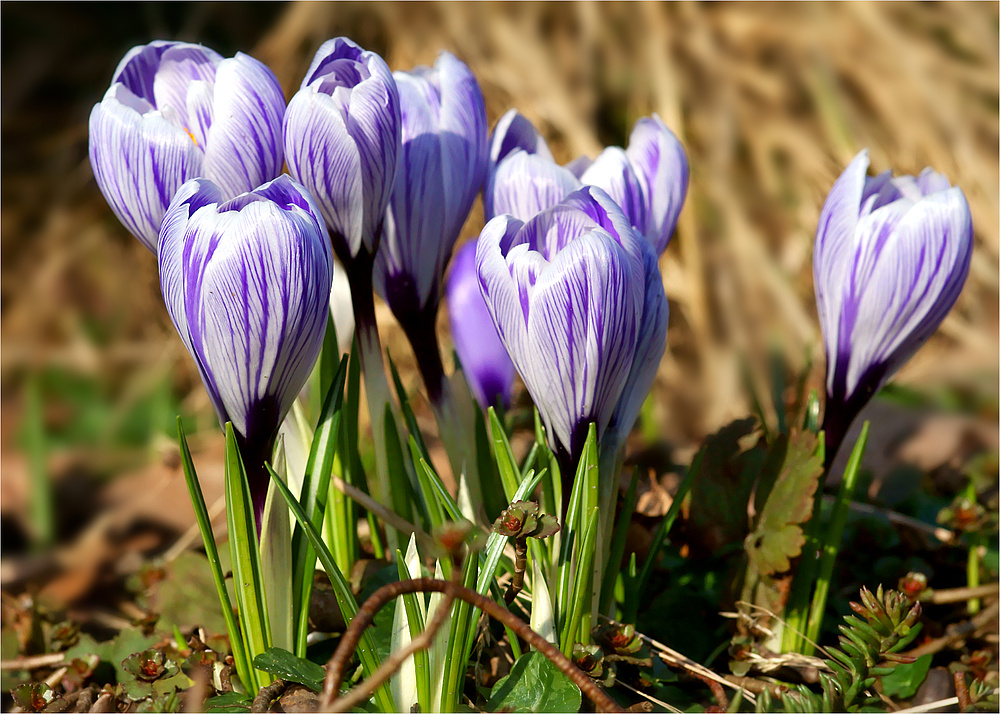 Geballte Ladung Frühling