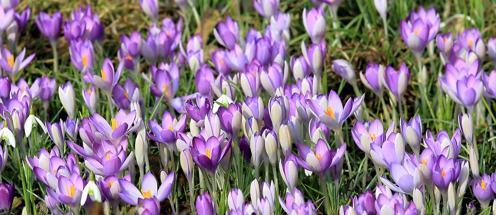 Geballte Ladung Frühling