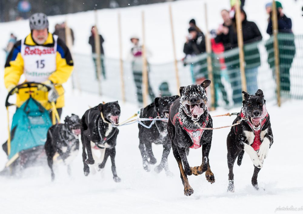 Geballte Schlittenhunde-Power