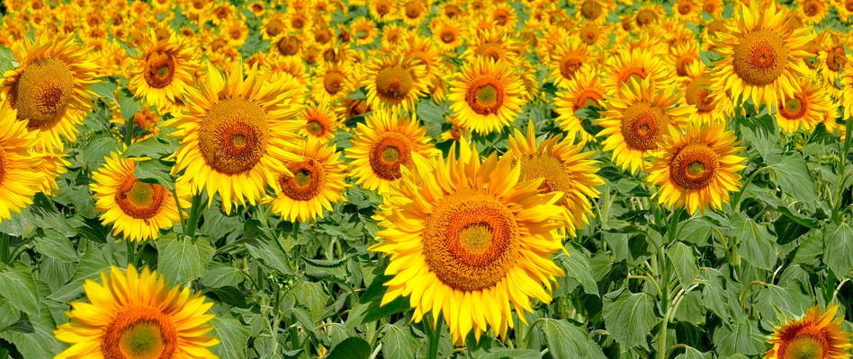 geballte Strahlkraft