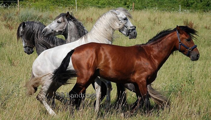 Geballtes spanisches Feuer ;)