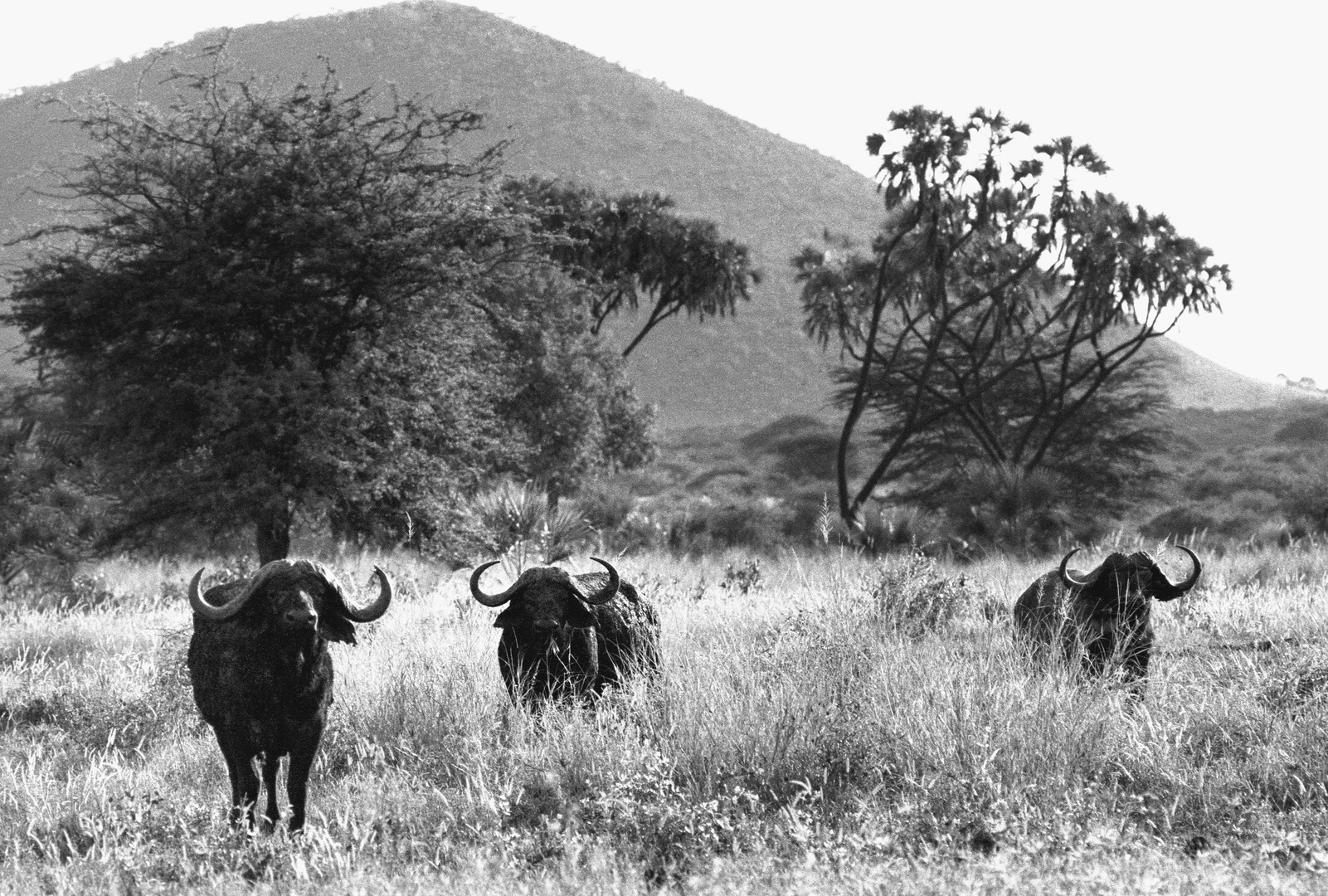 Gebaltekraft in Amboseli