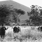 Gebaltekraft in Amboseli