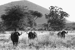 Gebaltekraft in Amboseli